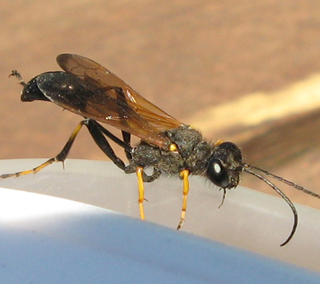 Sphecidae: Sceliphron caementarium